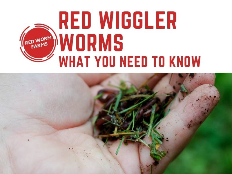 download red wiggler worms